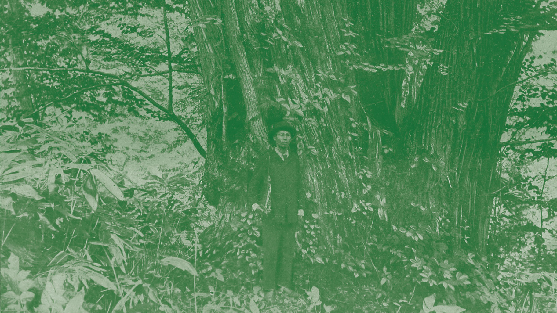 Gardener standing cover photo